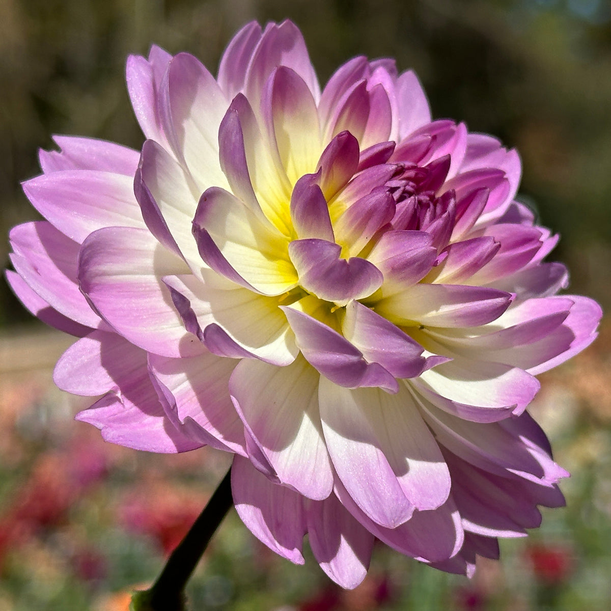 Sandia Melody