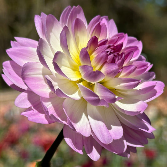 Sandia Melody