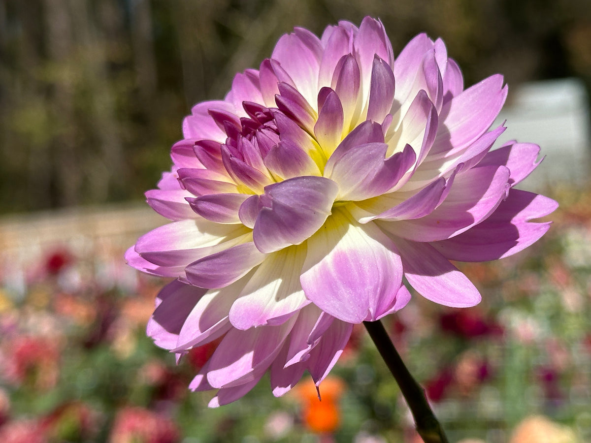 Sandia Melody