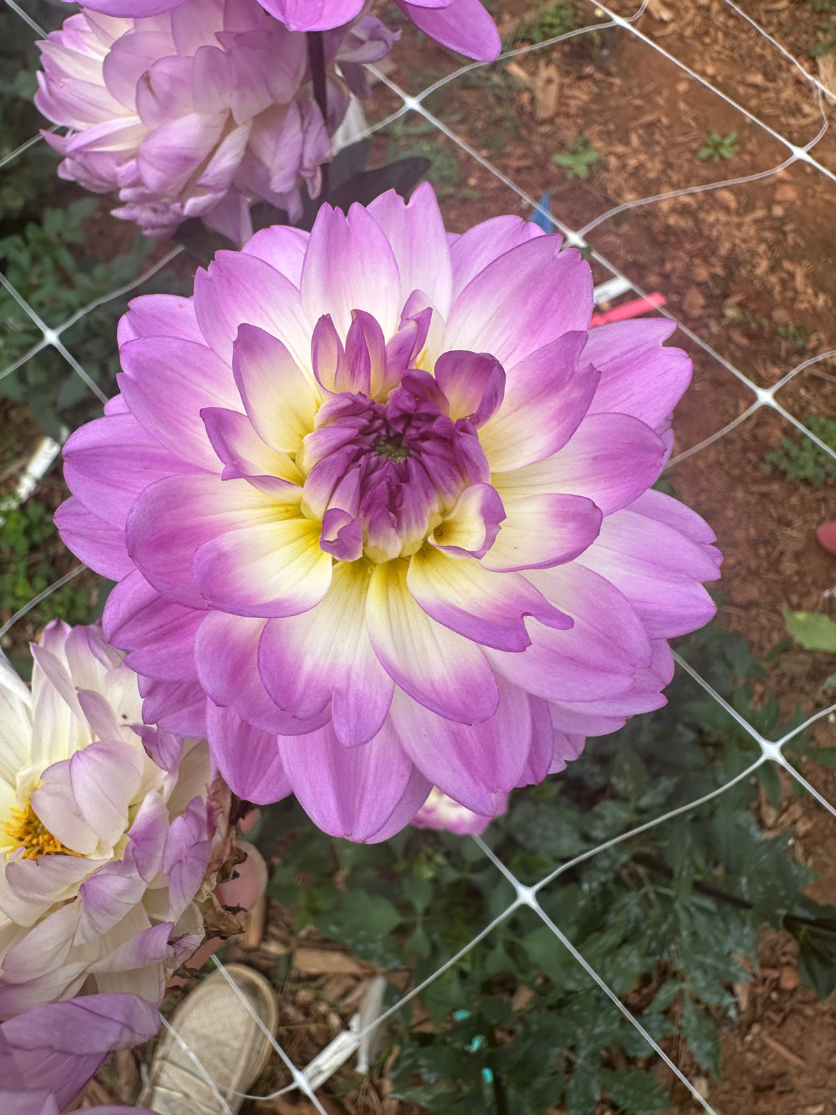 Sandia Melody
