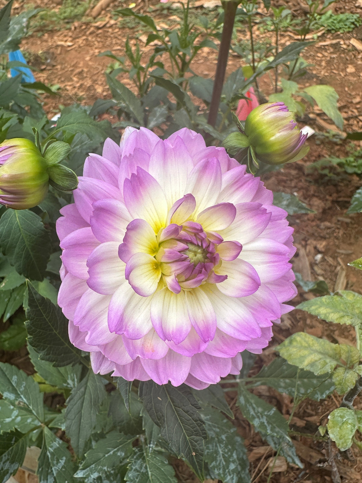 Sandia Melody