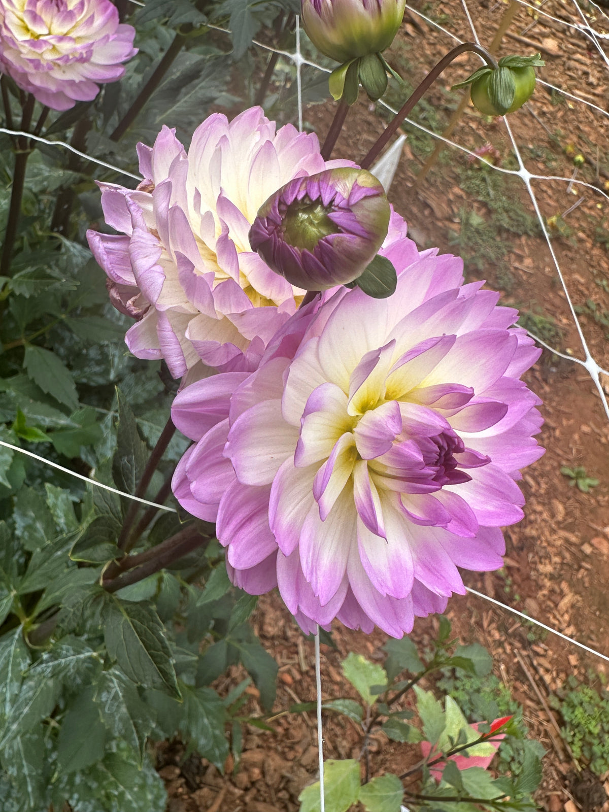 Sandia Melody