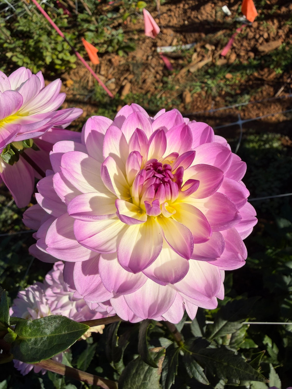 Sandia Melody