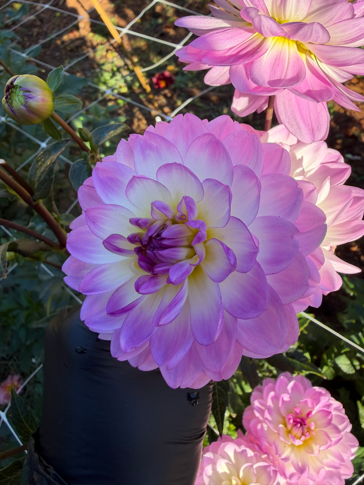 Sandia Melody