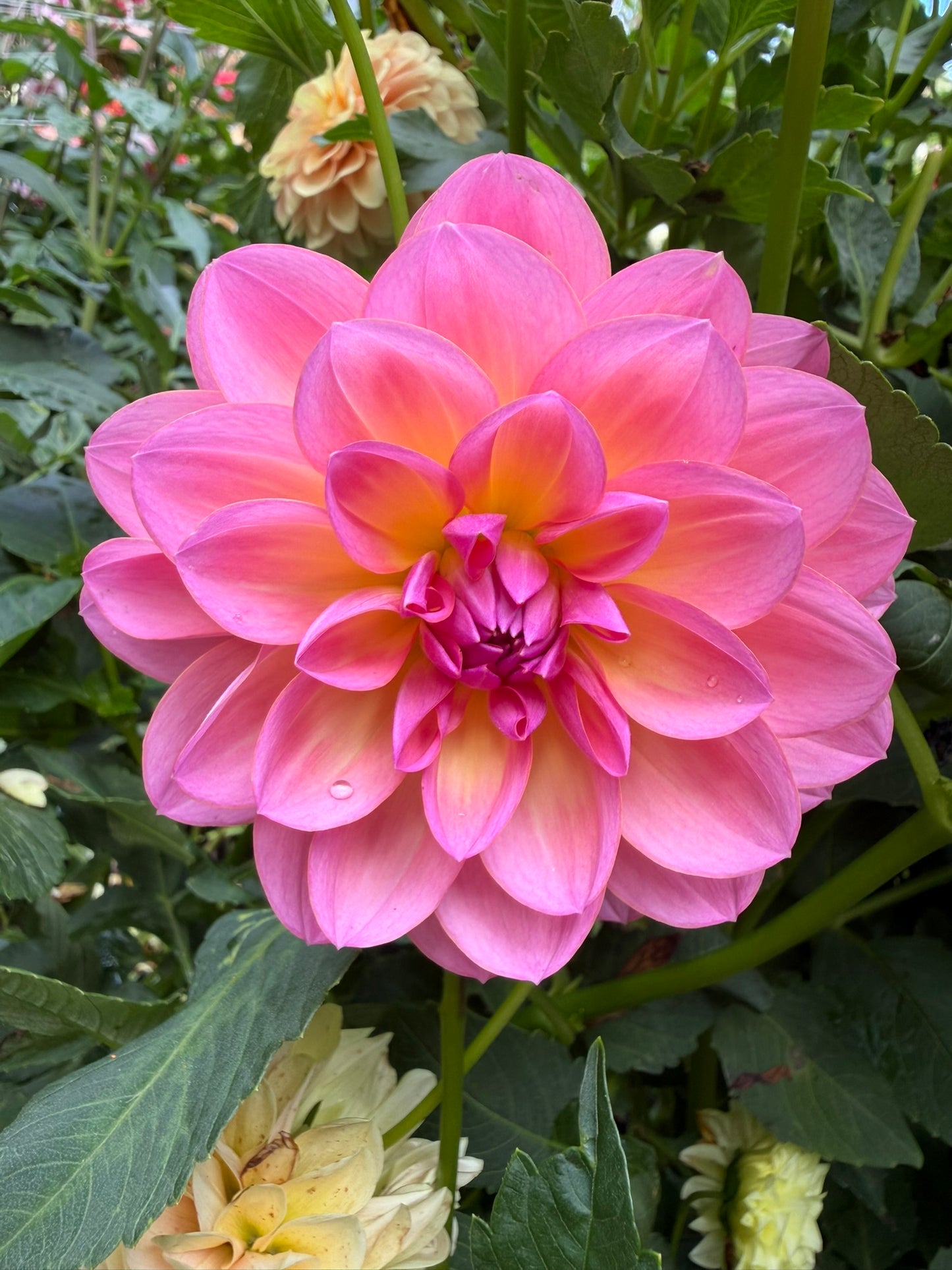 Sandia Rose