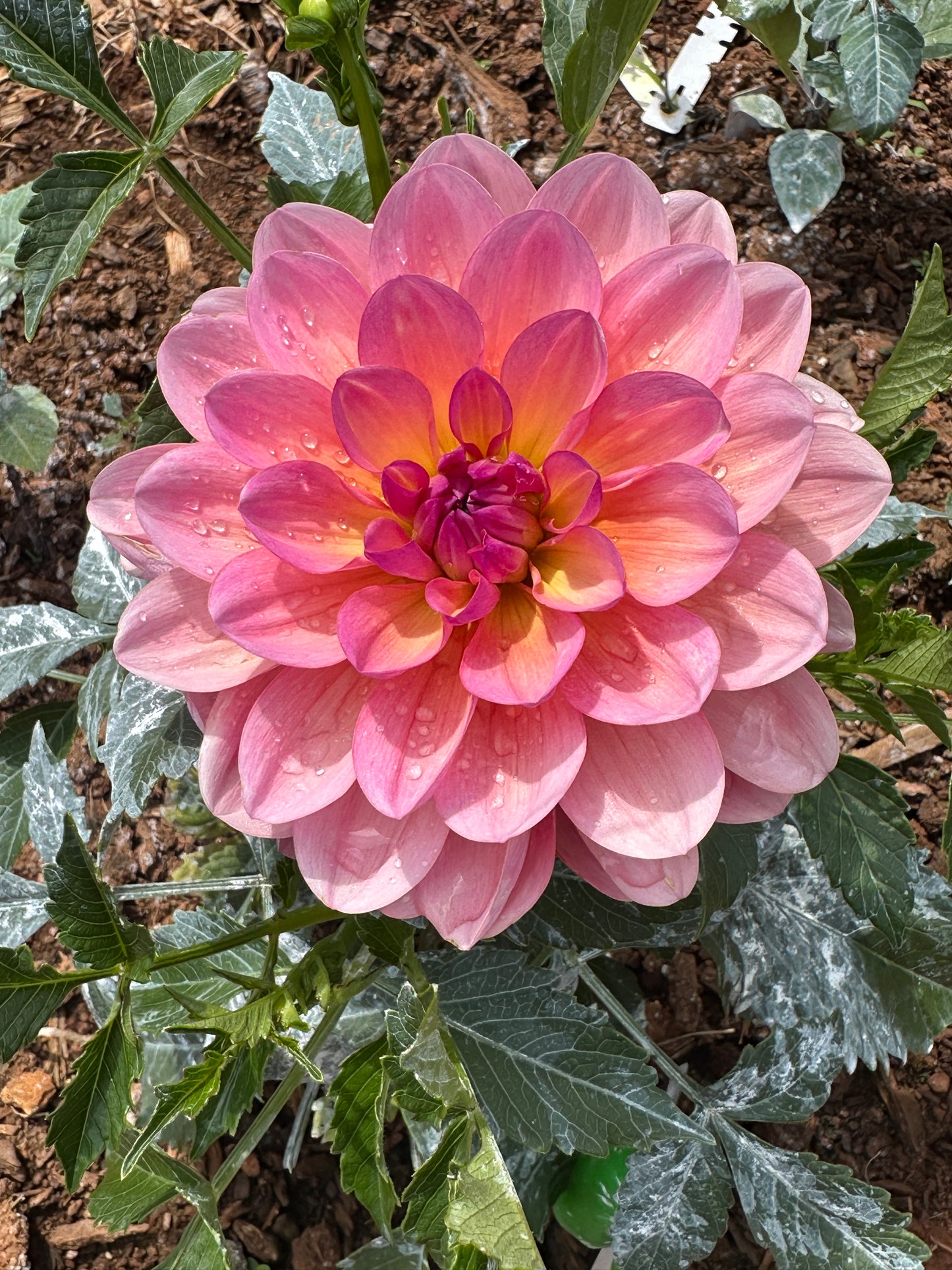 Sandia Rose