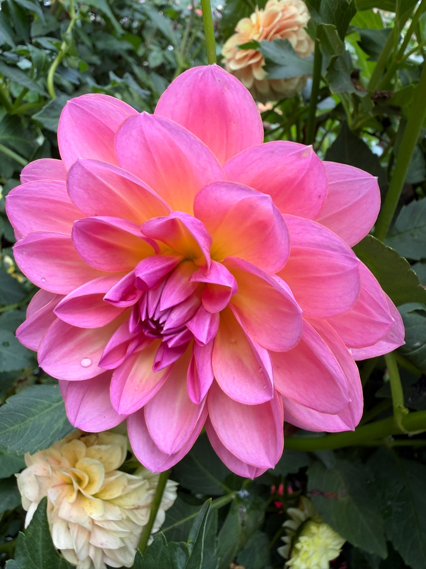 Sandia Rose