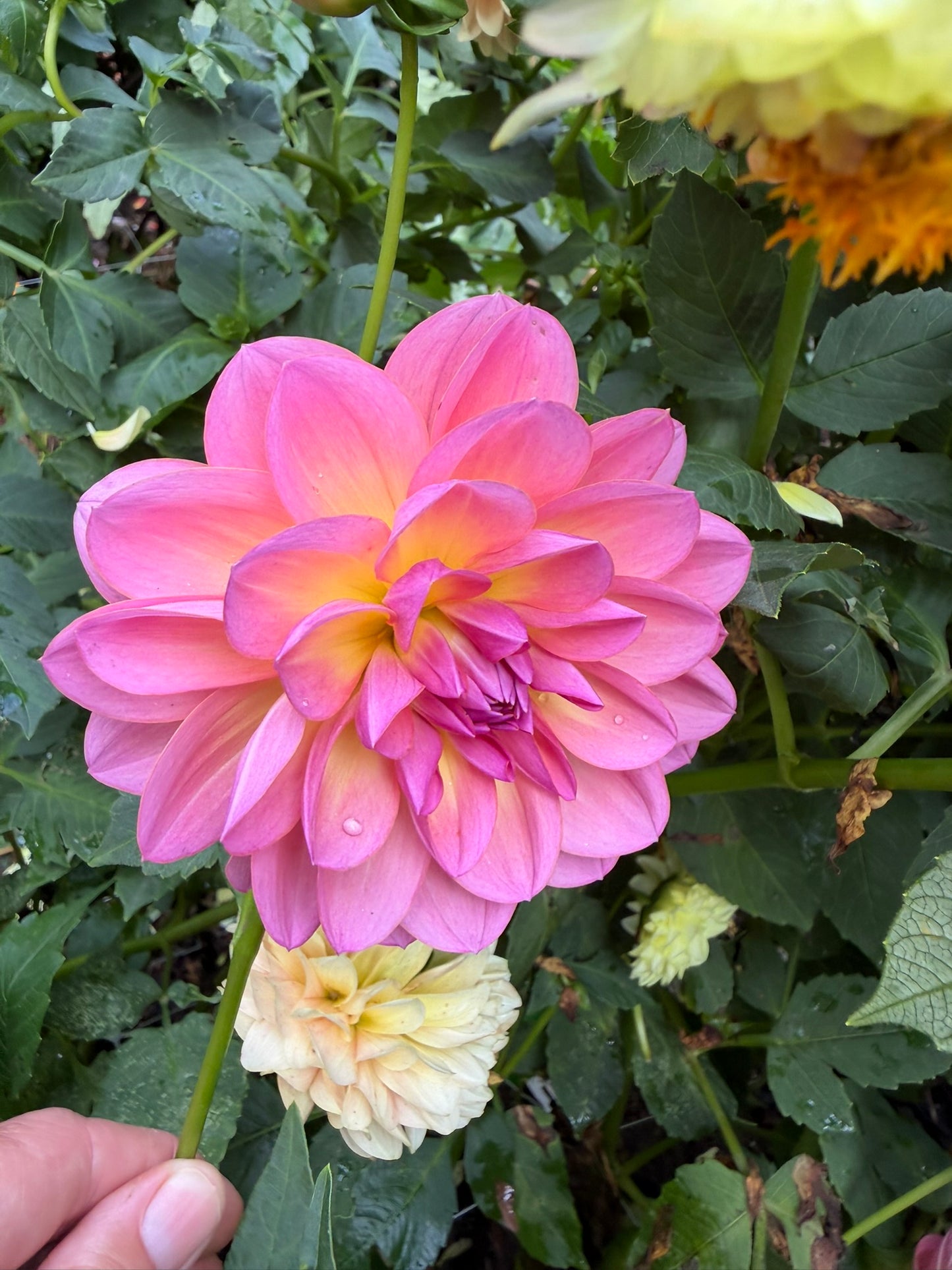 Sandia Rose