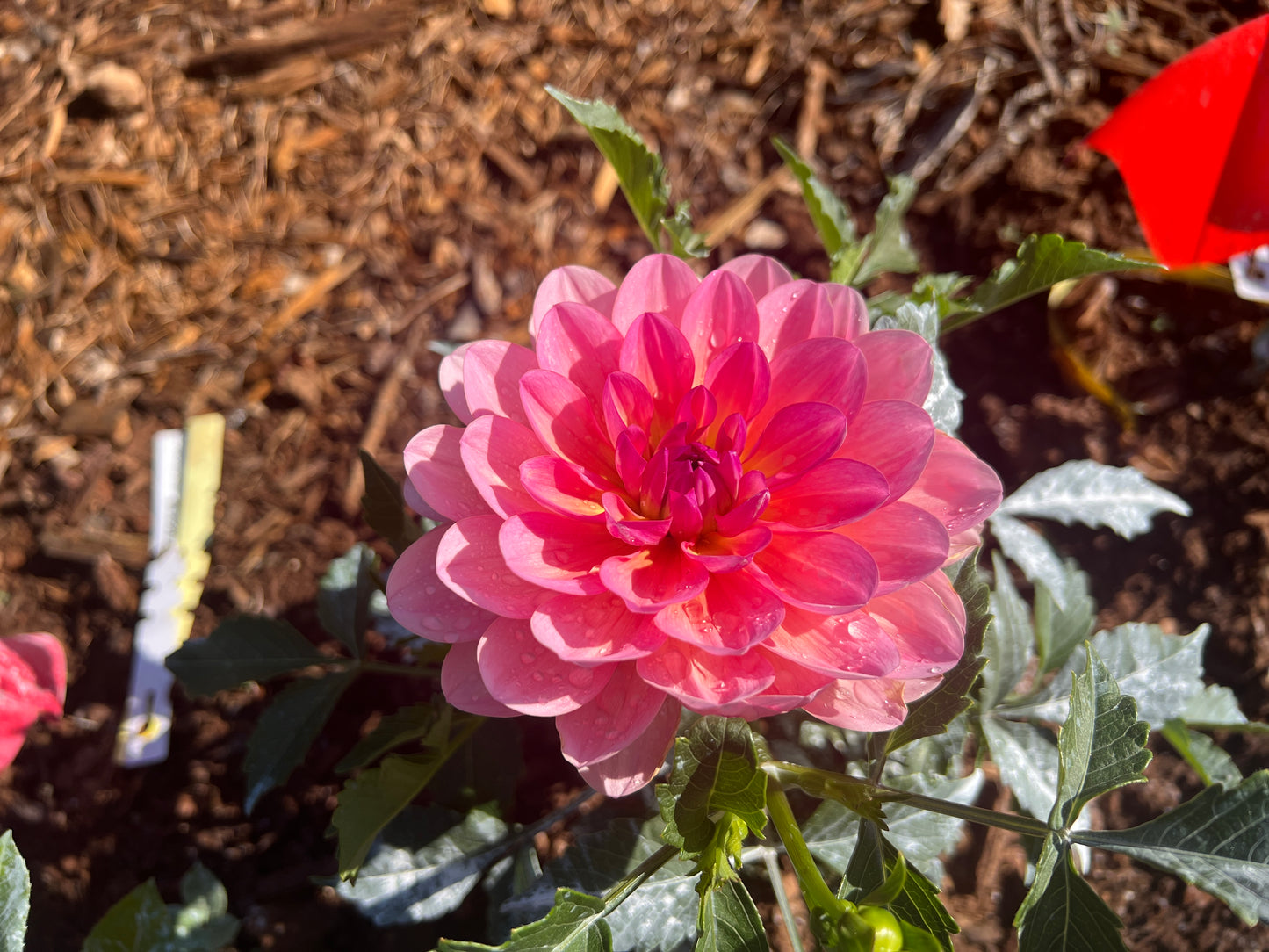 Sandia Rose