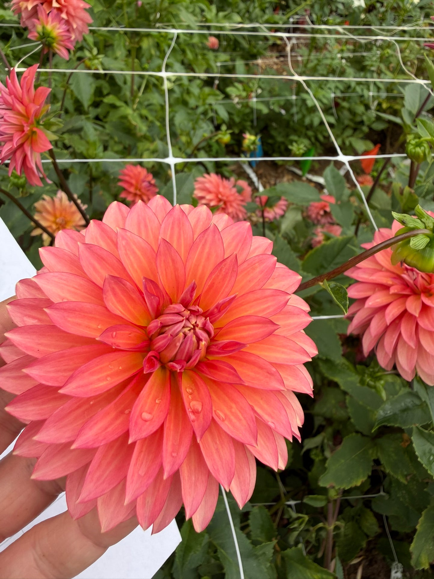 Sandia Ruthie
