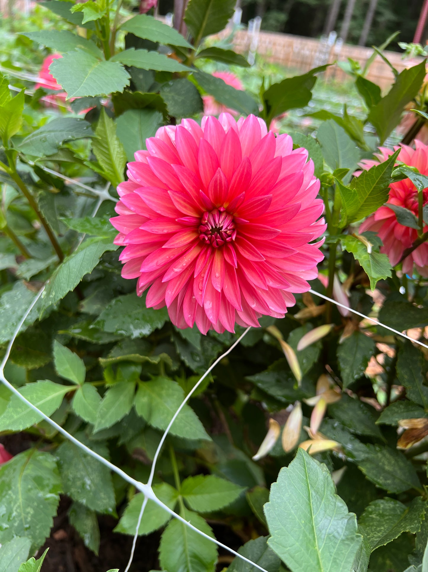 Sandia Ruthie