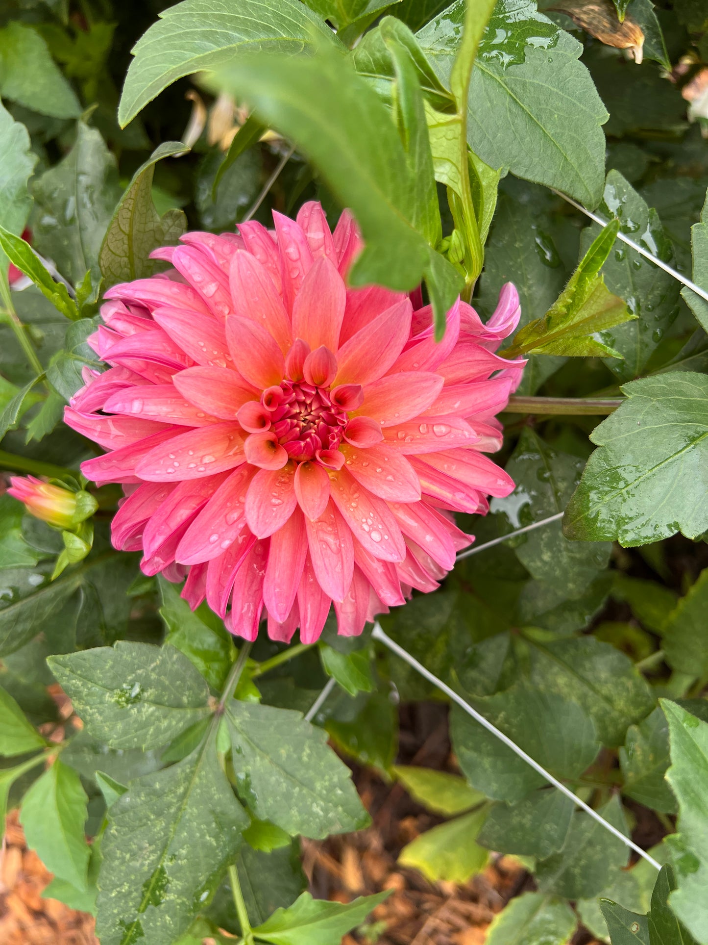 Sandia Ruthie