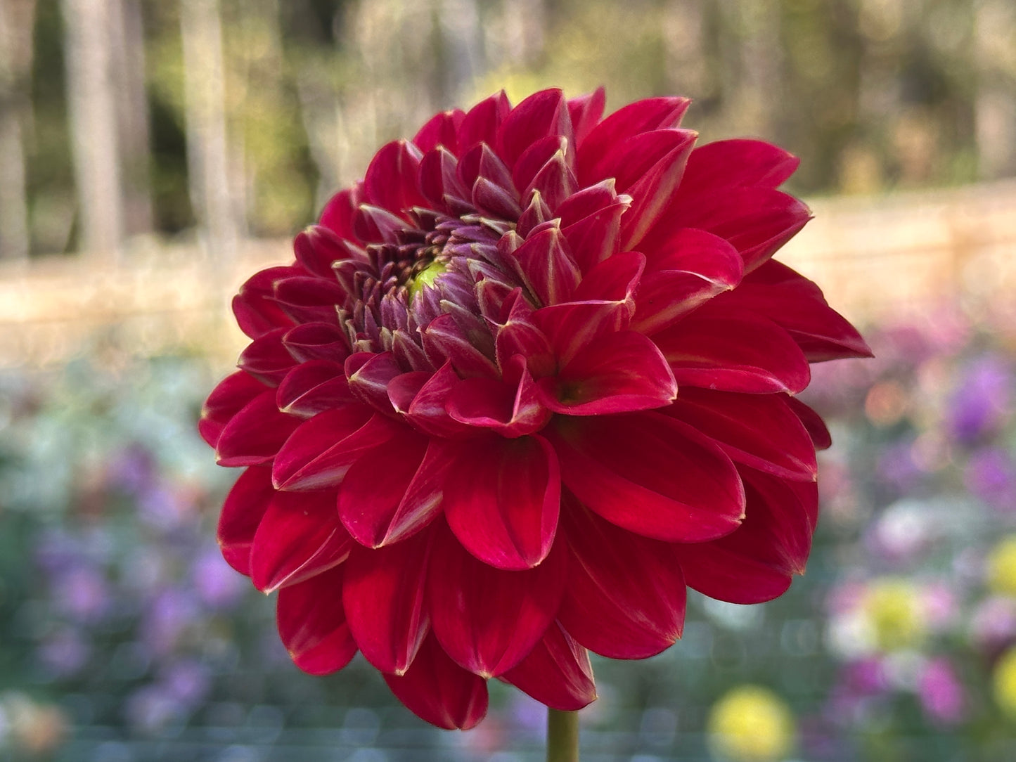 Skeena Rosie