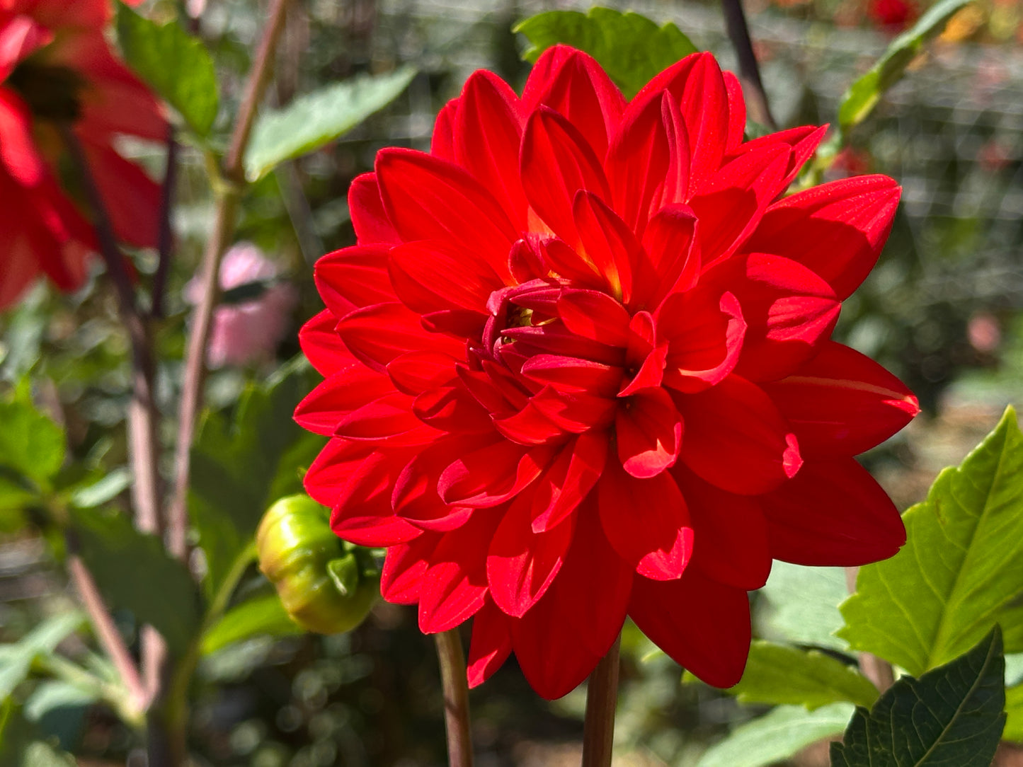 Taratahi Ruby