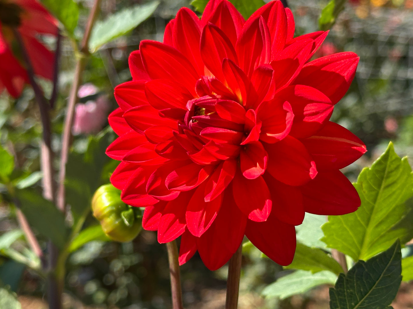 Taratahi Ruby