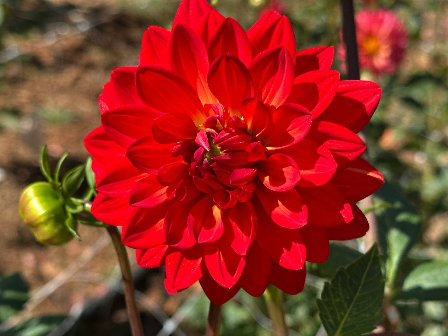Taratahi Ruby