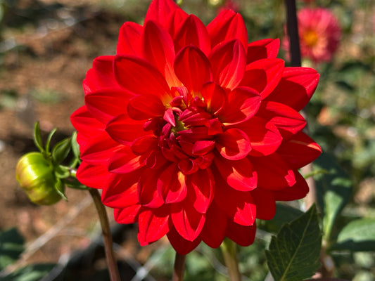 Taratahi Ruby