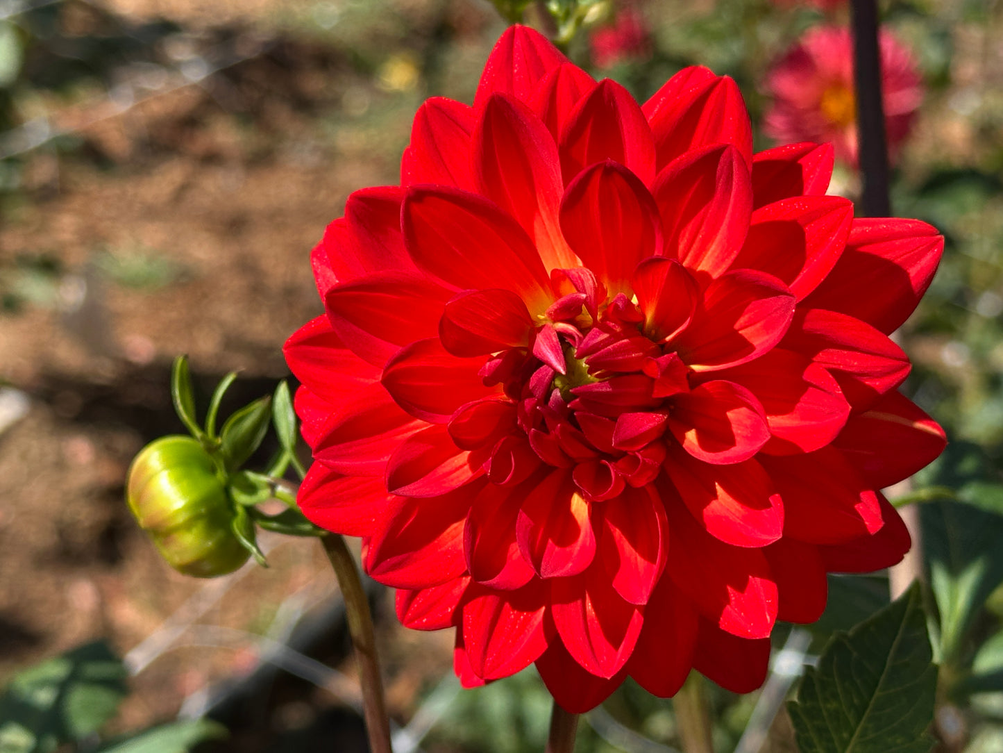 Taratahi Ruby