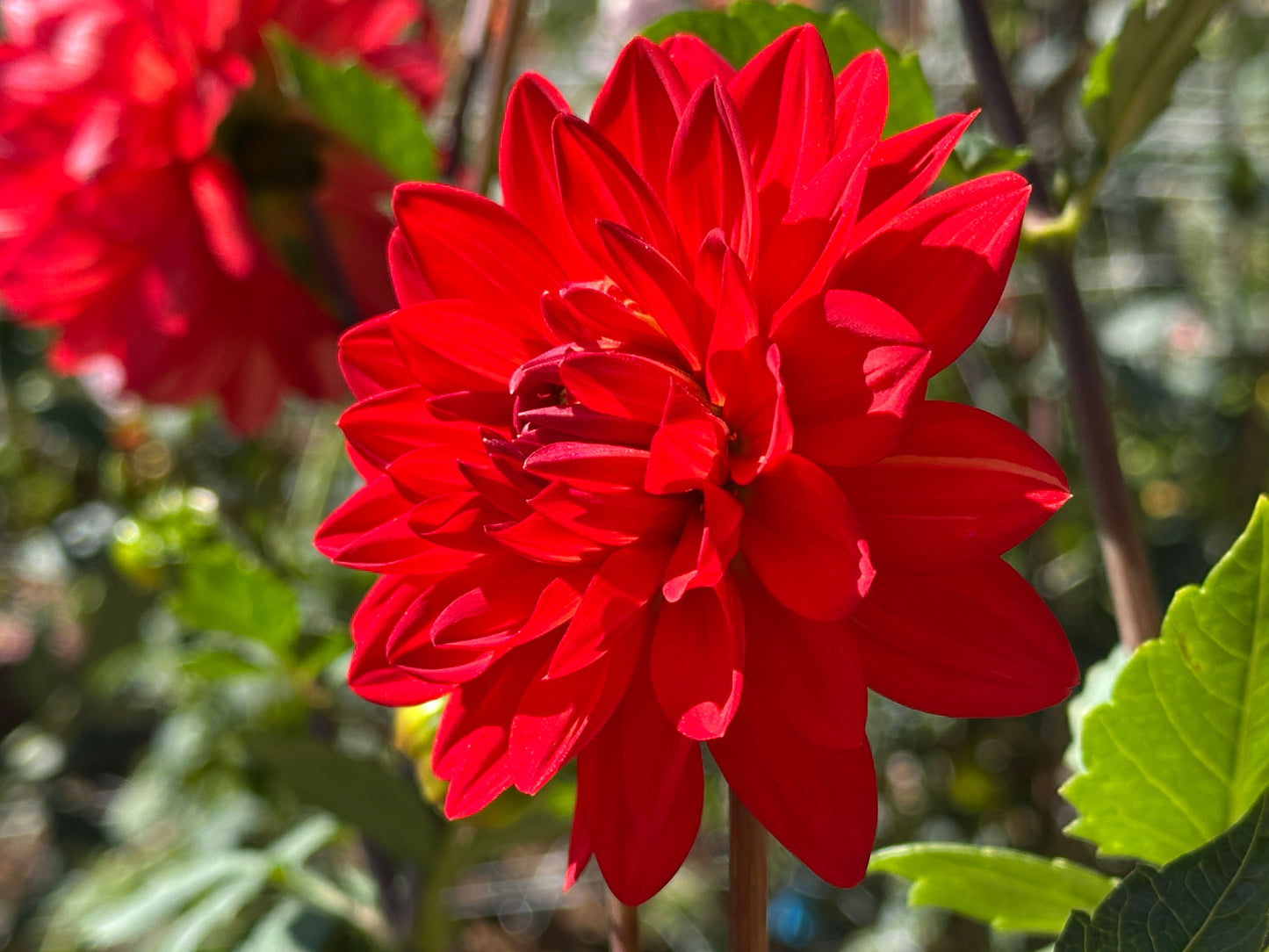 Taratahi Ruby
