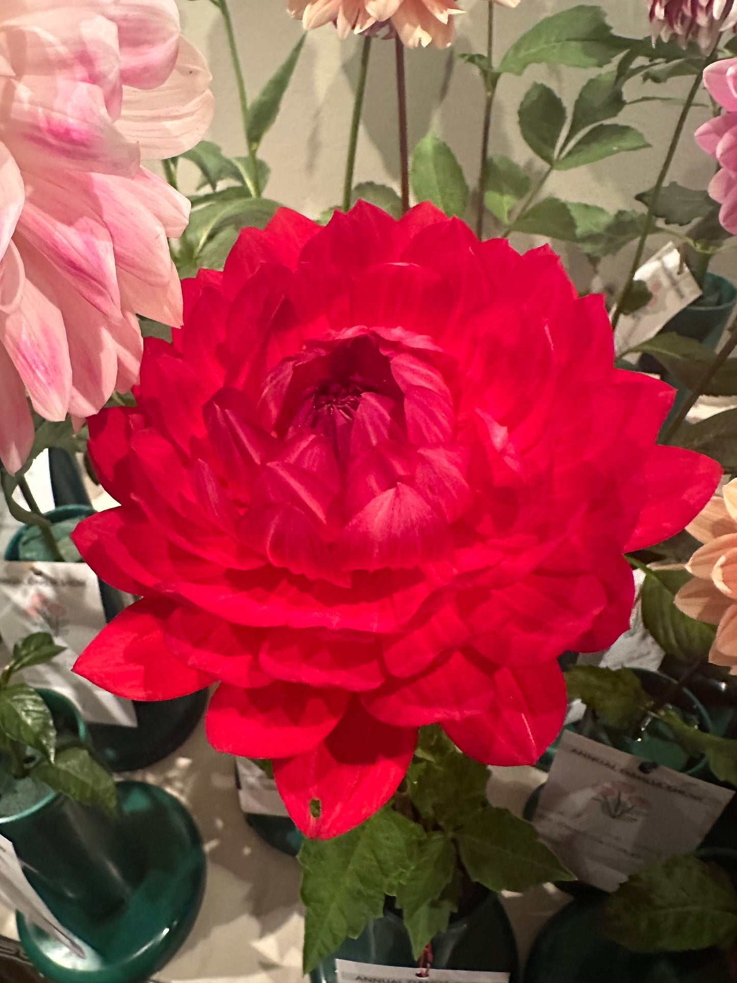 Taratahi Ruby