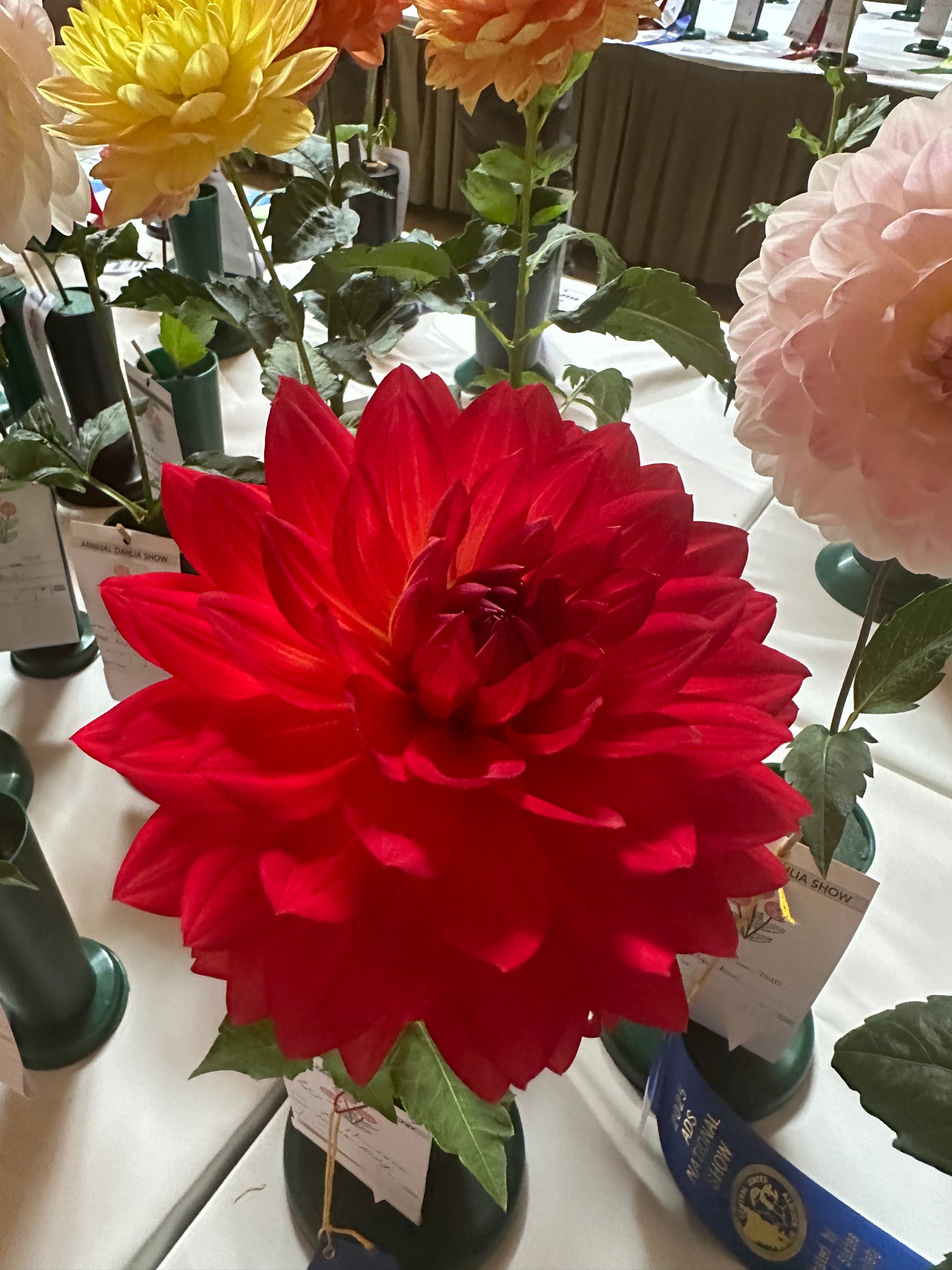 Taratahi Ruby