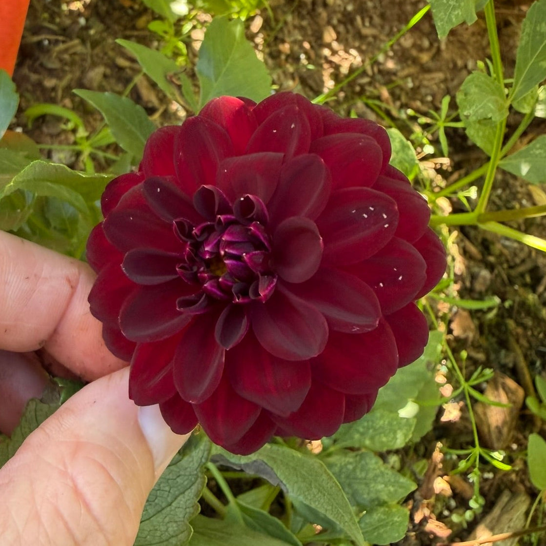 Twilight Lily