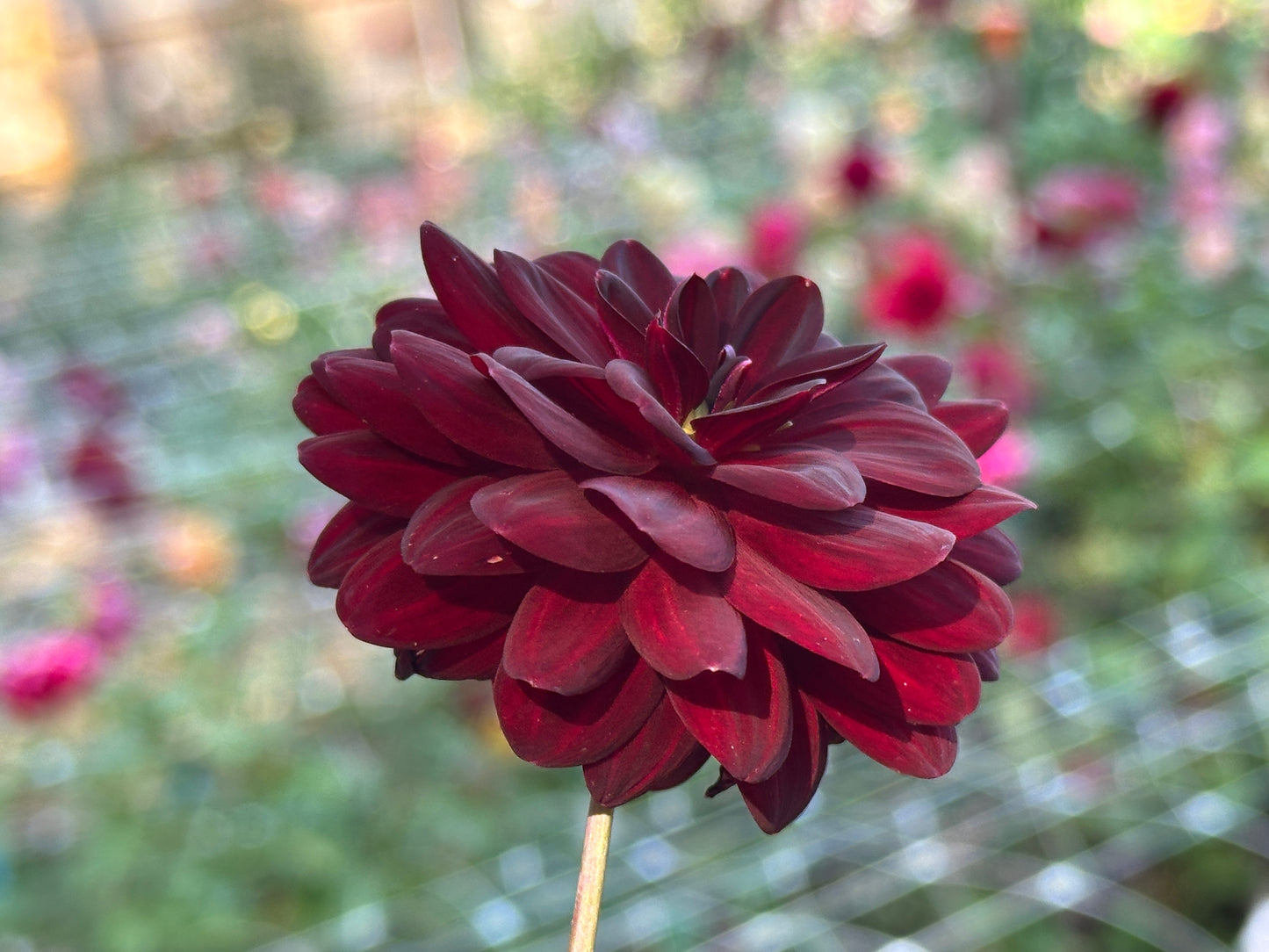 Twilight Lily