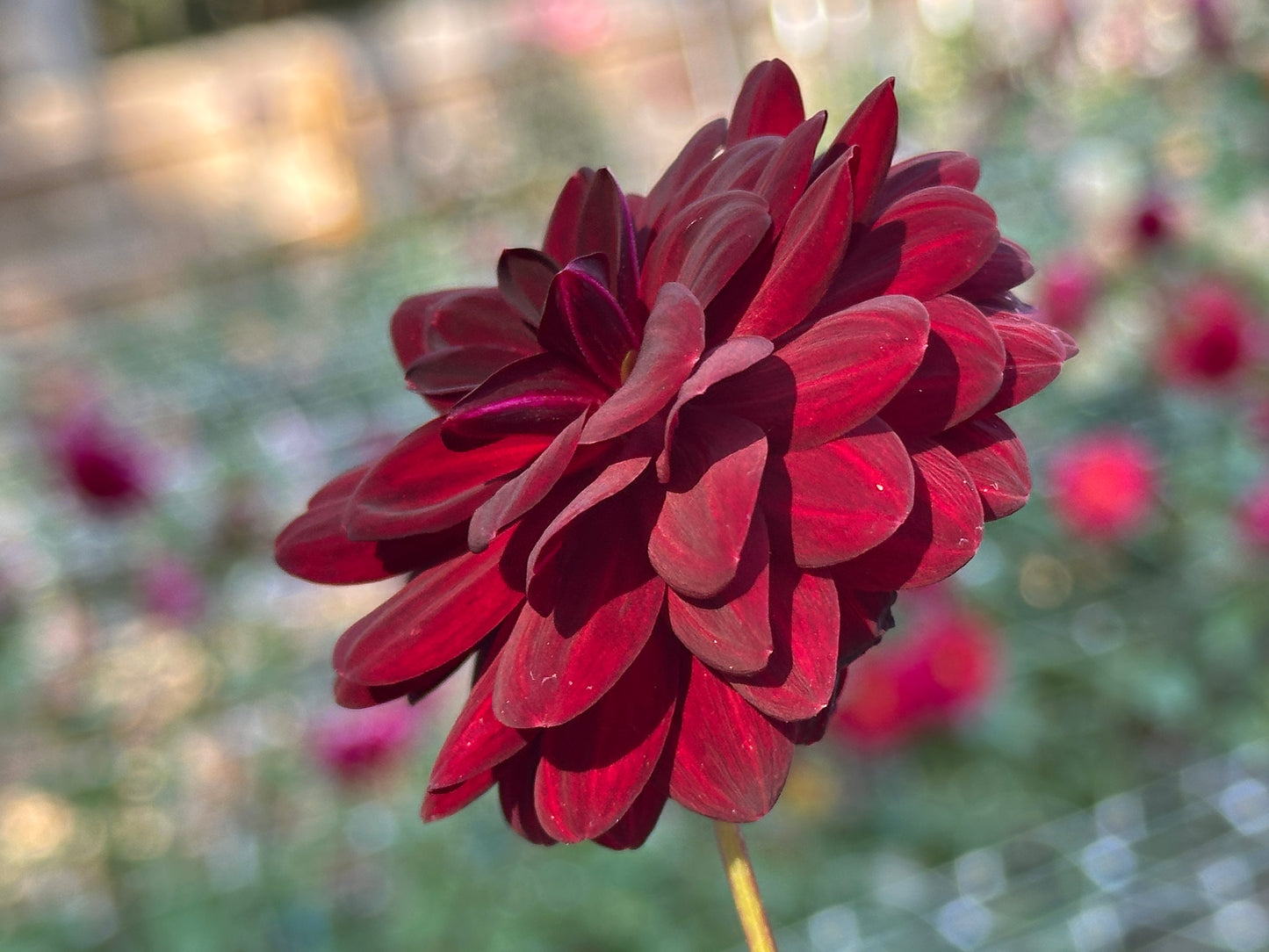 Twilight Lily