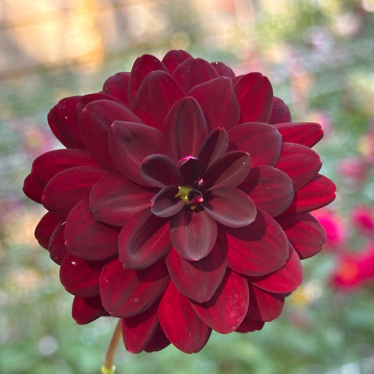 Twilight Lily