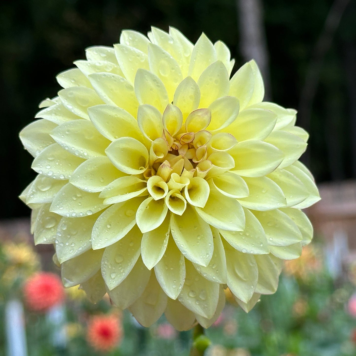 Verrone's Taylor Swift