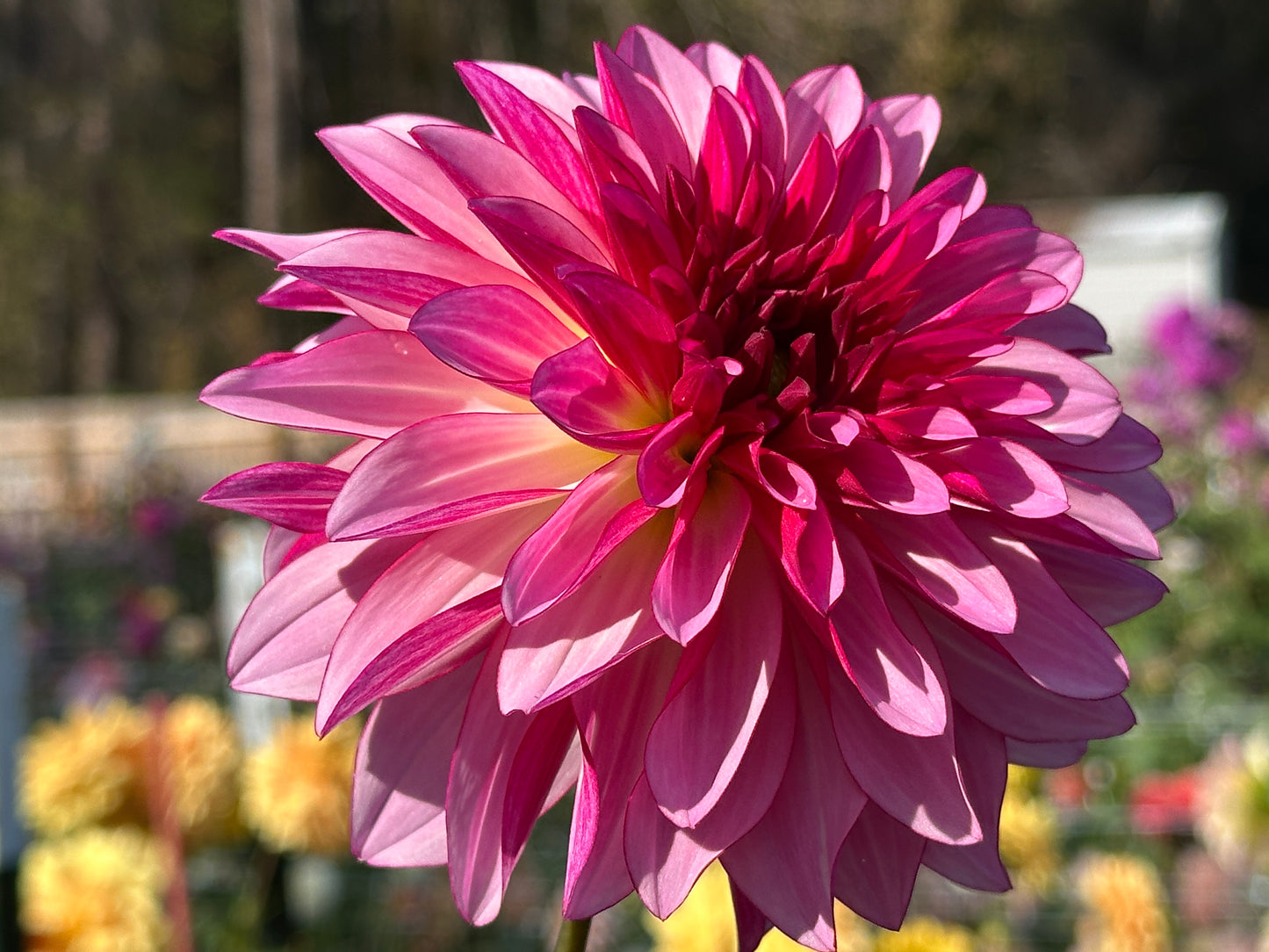 Violet Dance