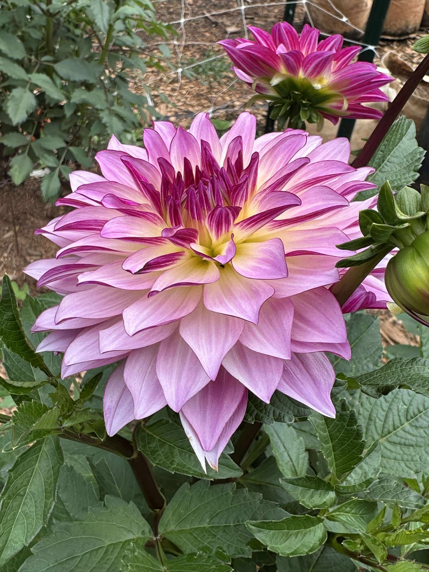 Violet Dance