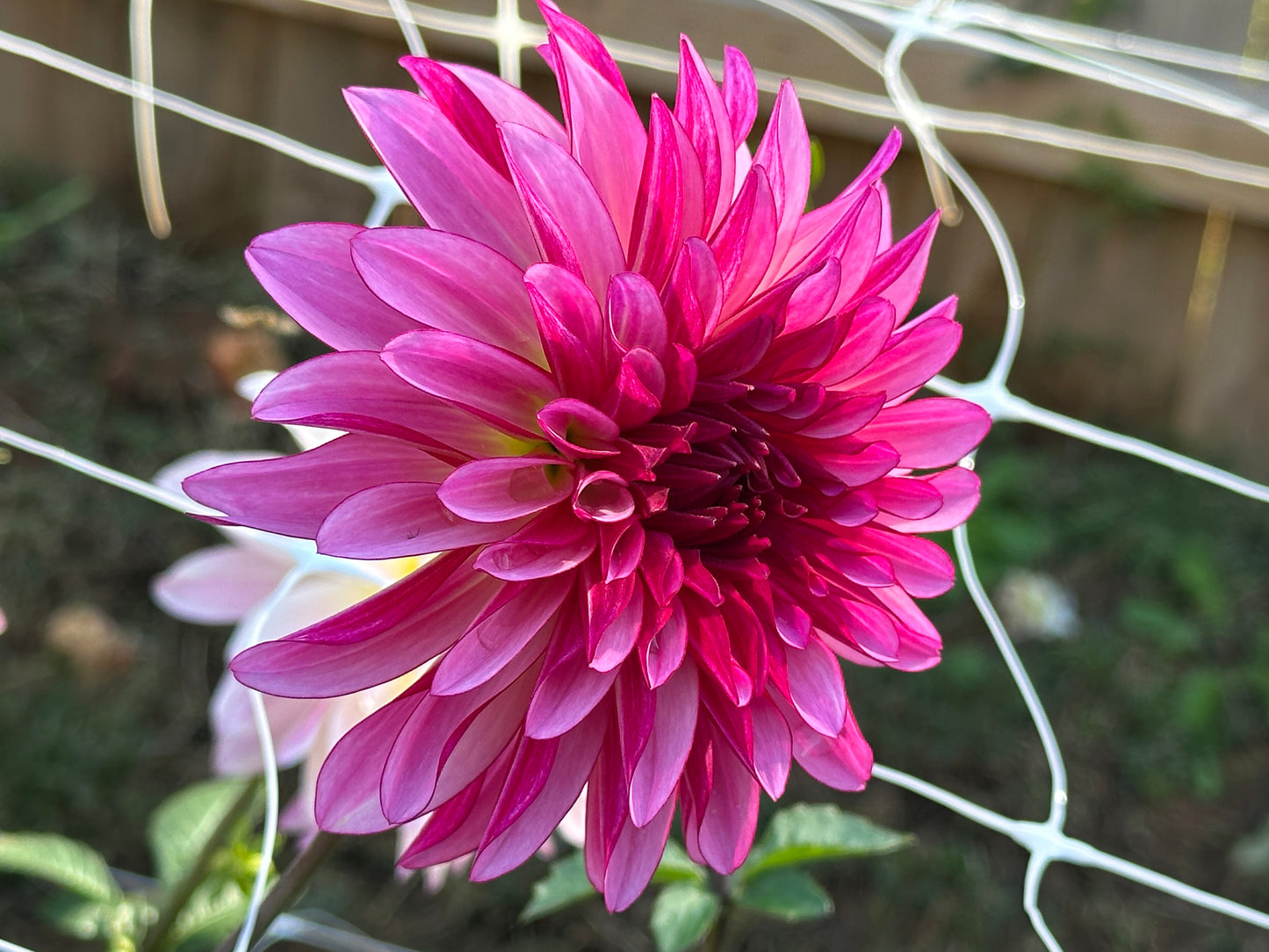 Violet Dance