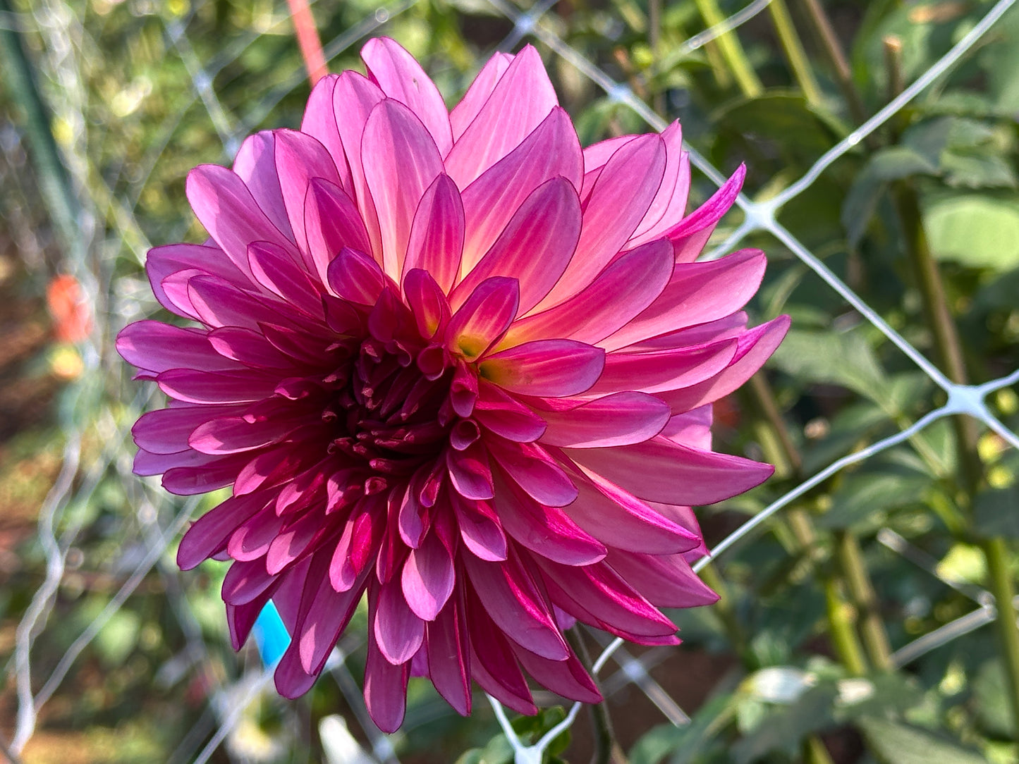 Violet Dance