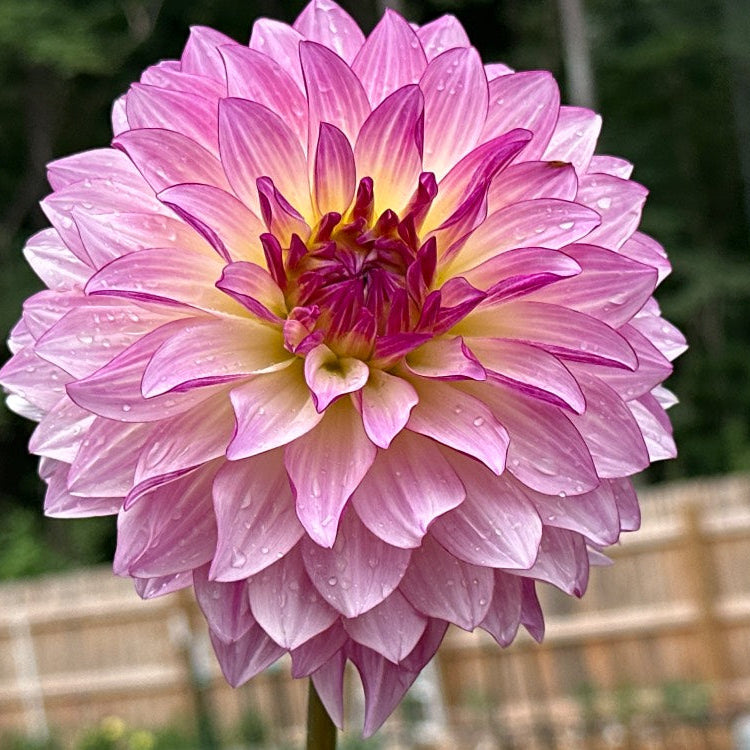 Violet Dance