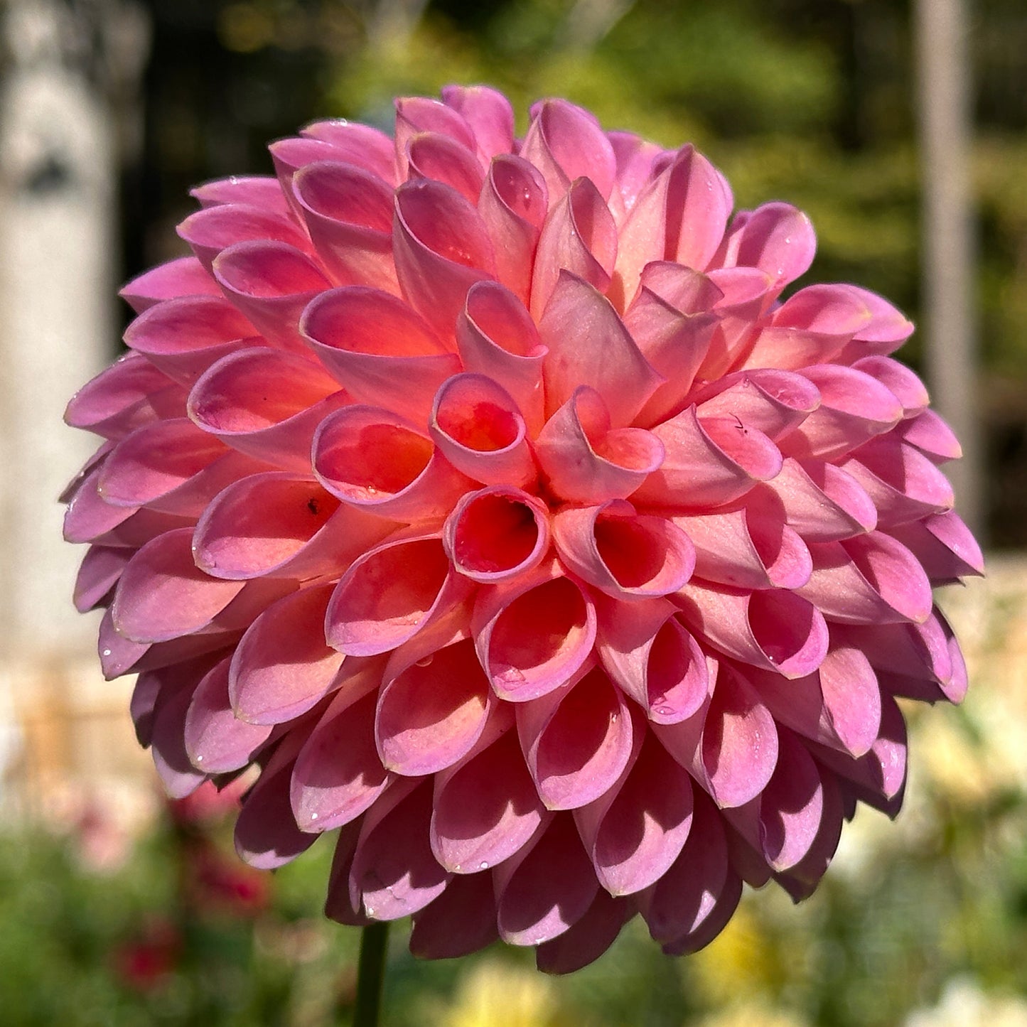 Westerton Pearl