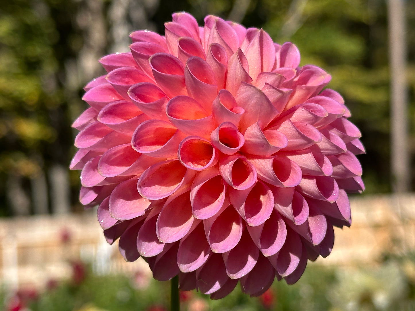 Westerton Pearl