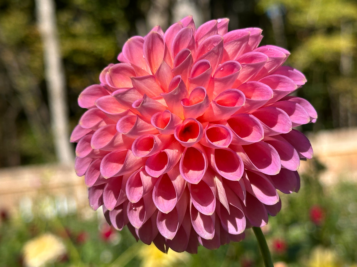 Westerton Pearl