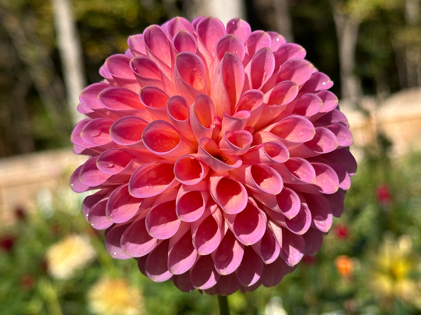 Westerton Pearl
