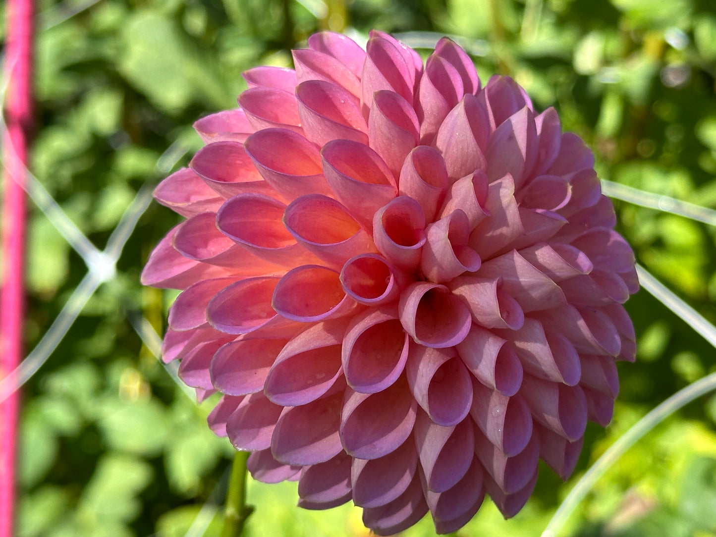 Westerton Pearl