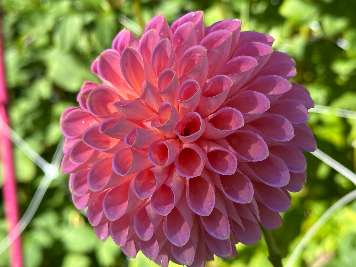 Westerton Pearl