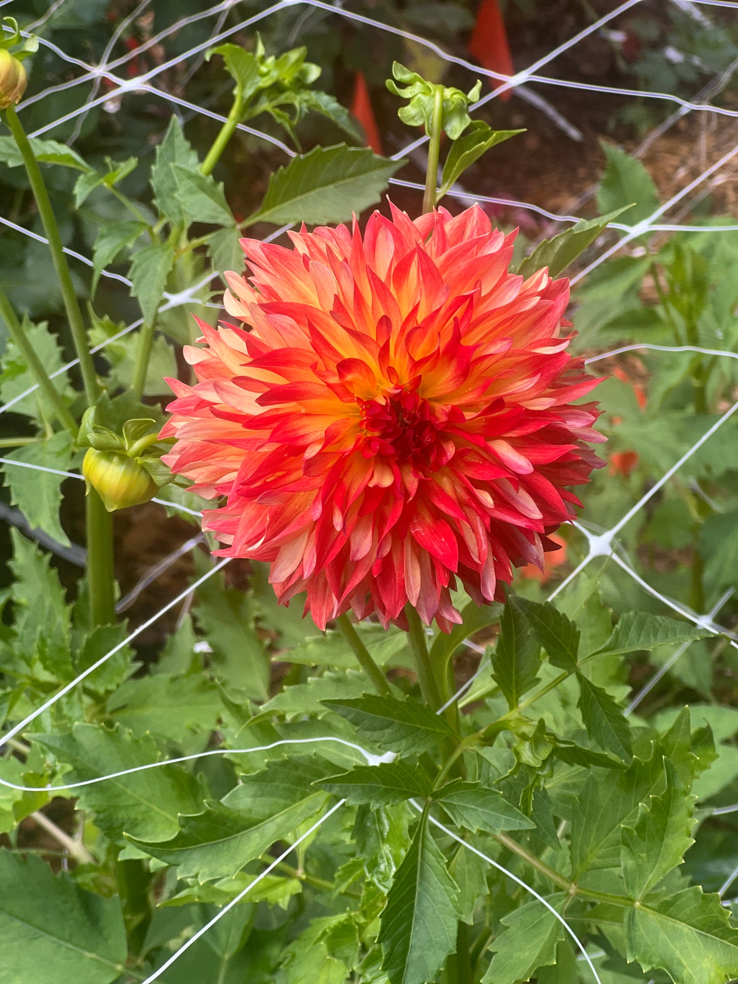 Wilberforce