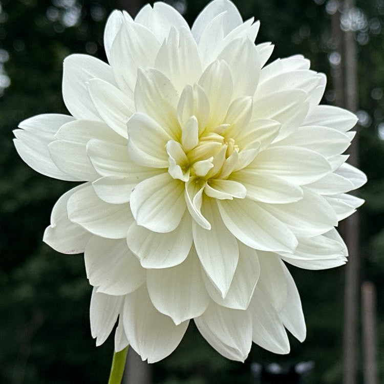 Daisy Adair