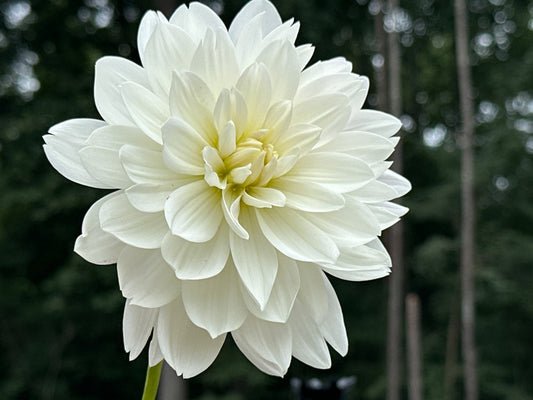 Daisy Adair