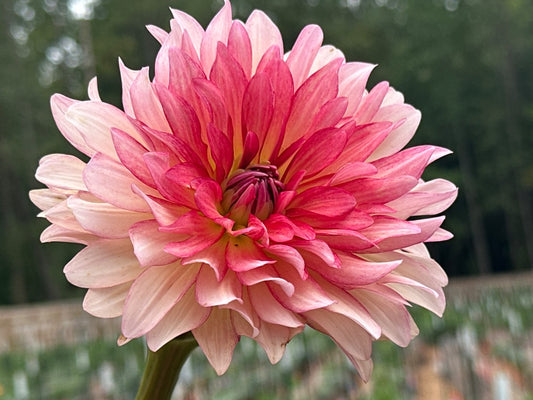 Dutch Delight