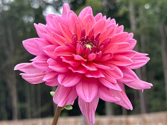 Dutch Pearl