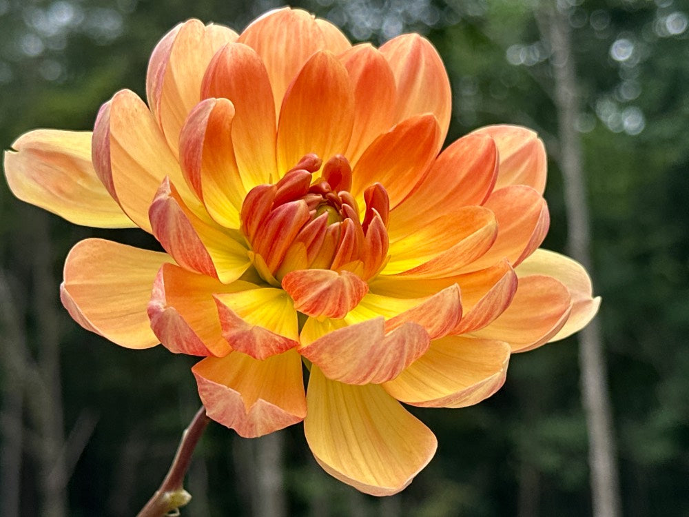 Hollyhill Honeygold