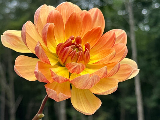 Hollyhill Honeygold