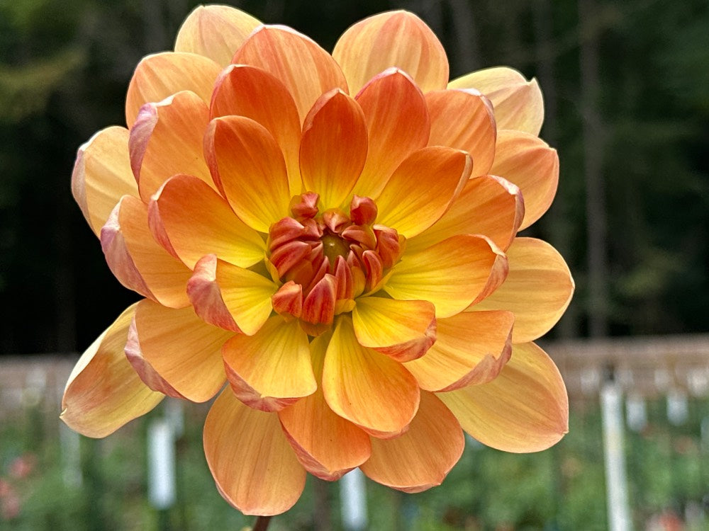 Hollyhill Honeygold