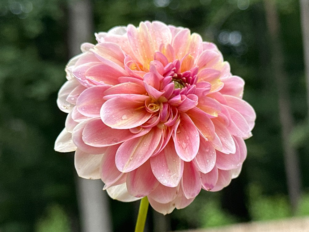 Hamari Rose